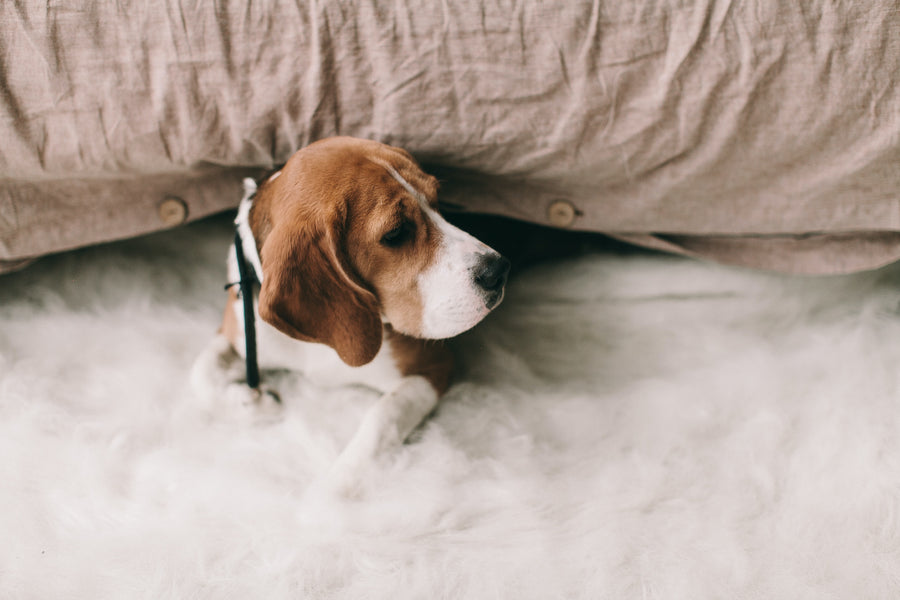 How to Train a Beagle Puppy Not to Bark
