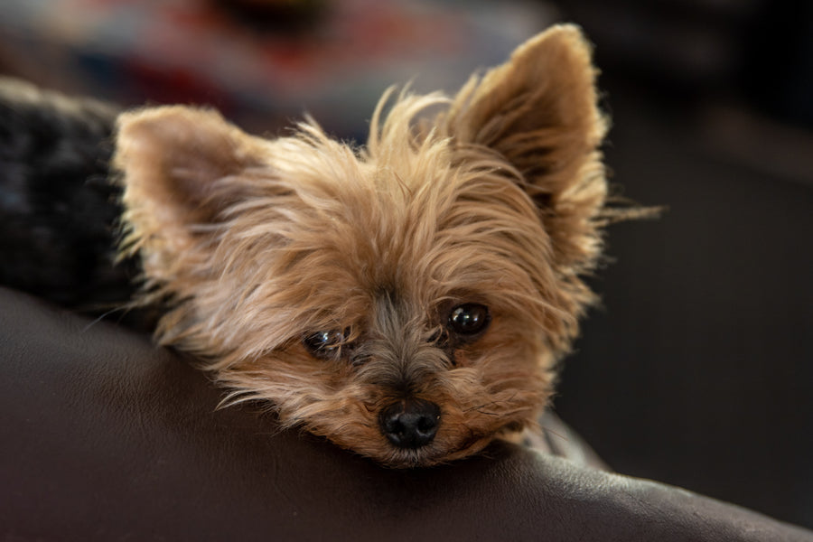 How to Train a Yorkie Not to Bark