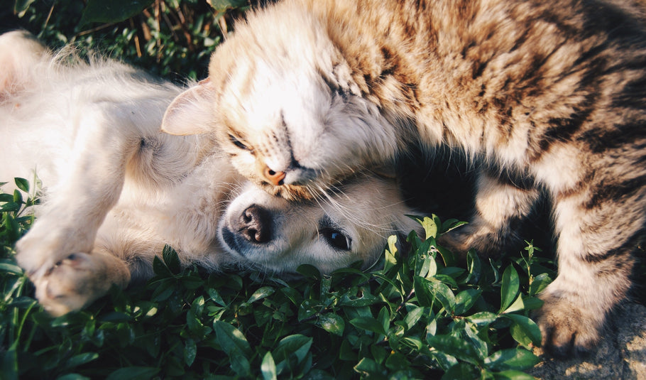 Why Do Dogs Bark at Cats?