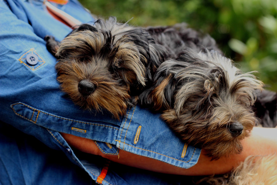 How to Train a Yorkie Puppy Not to Bark