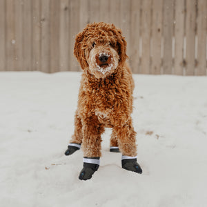 Medium Dog Boots
