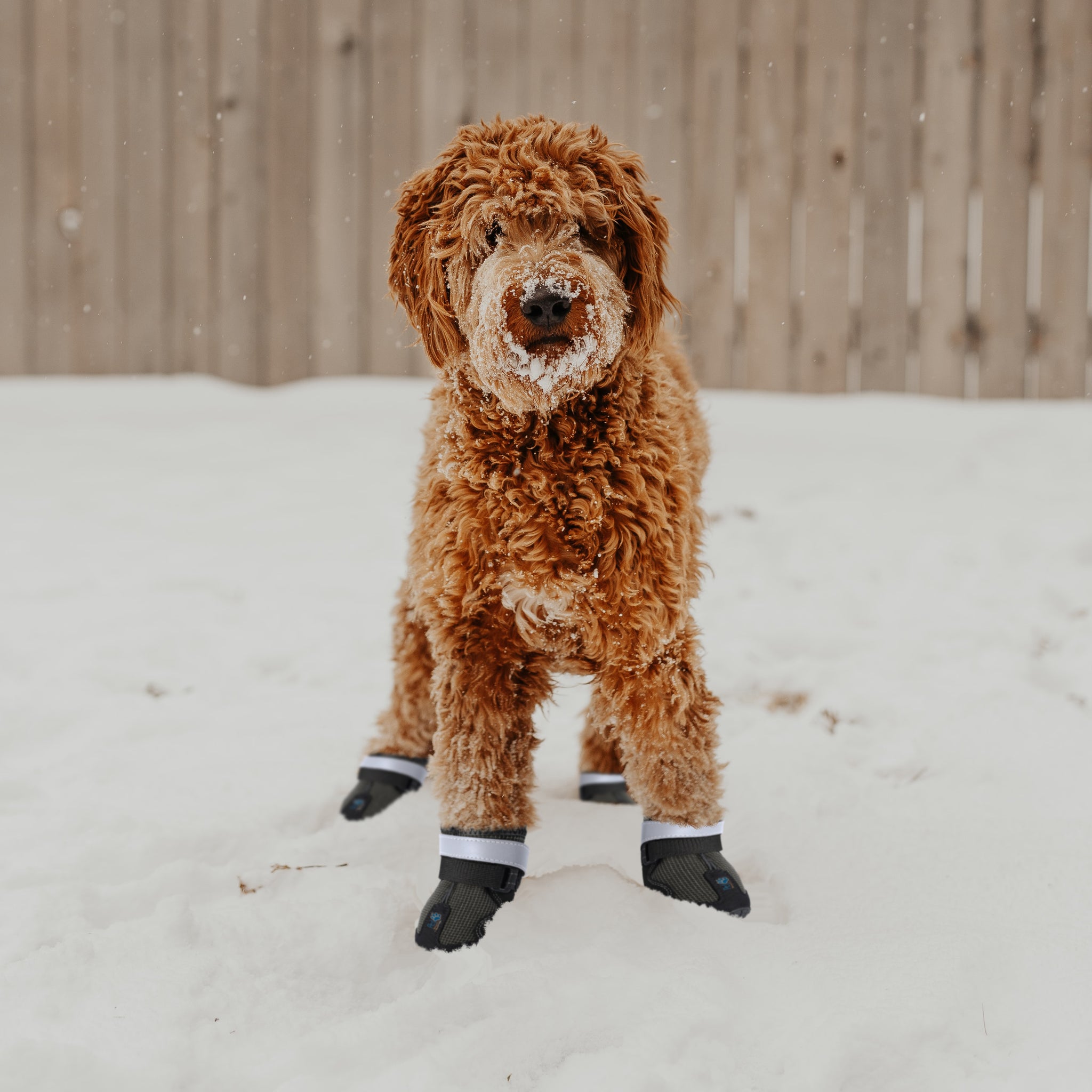Goldendoodle shoes Clearance
