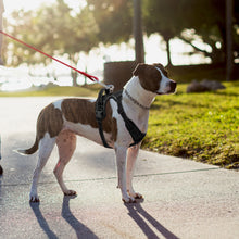Load image into Gallery viewer, Extra-Small Dog Harness
