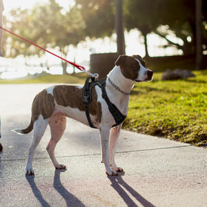 Extra-Small Dog Harness